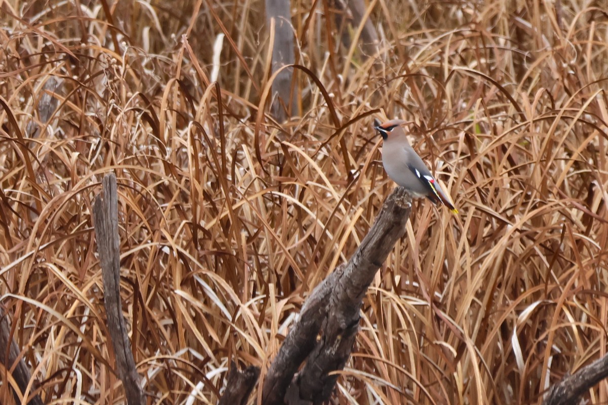 Bohemian Waxwing - ML645818834