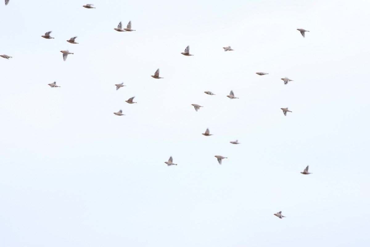 Bohemian Waxwing - ML645818835