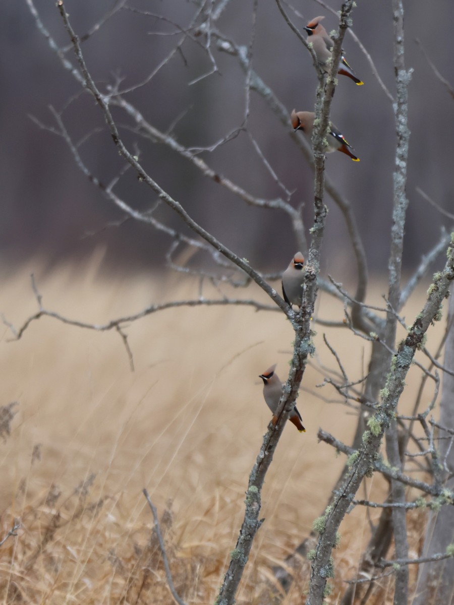Bohemian Waxwing - ML645818836
