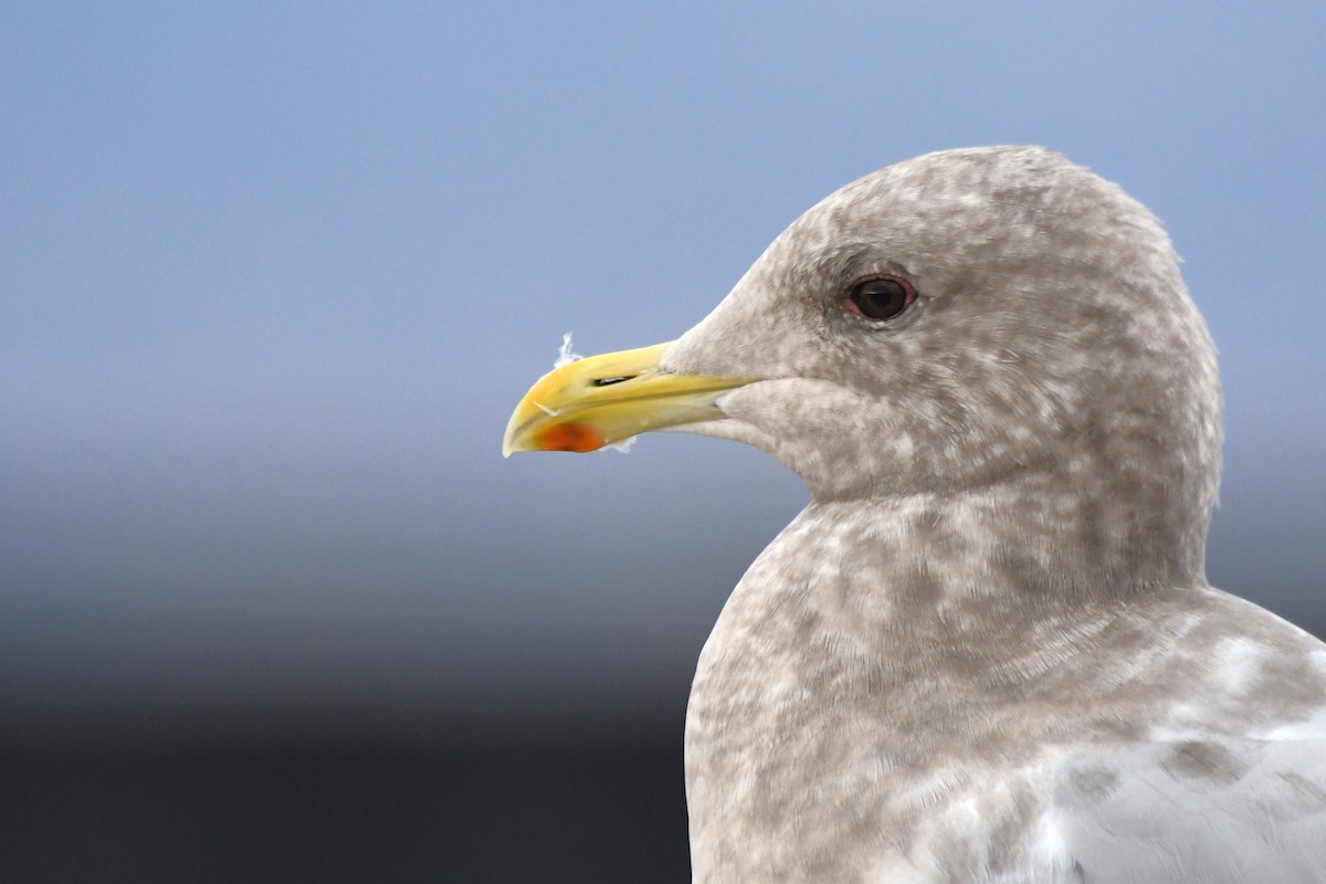 Iceland Gull (Thayer's) - ML645818842