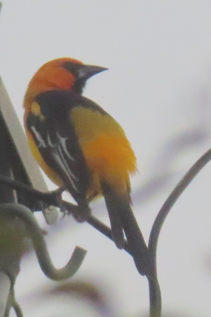 Altamira Oriole - ML645818843