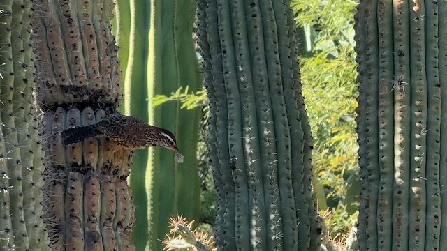 Різжак кактусовий - ML645818845