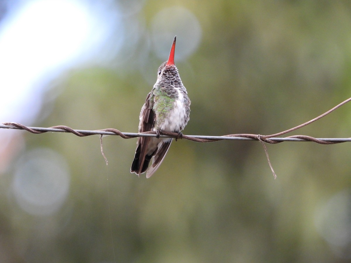 Glittering-throated Emerald - ML645818850