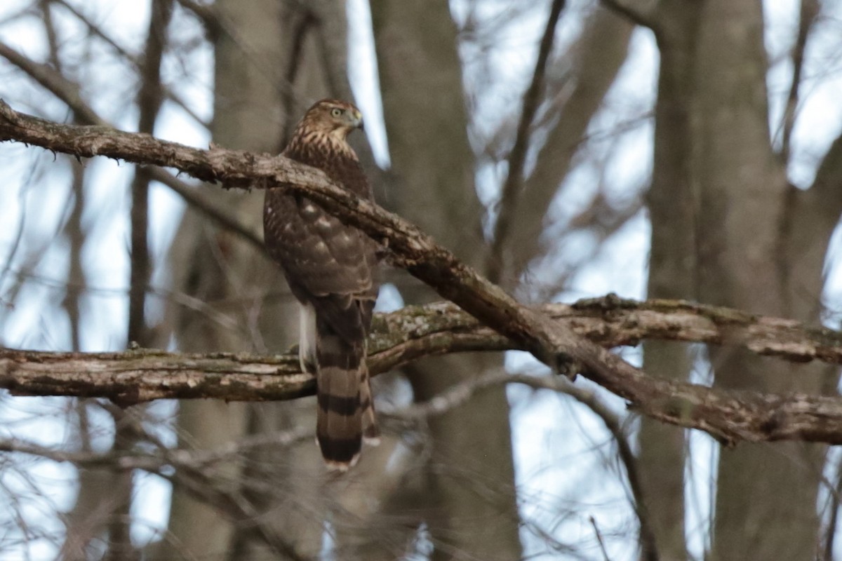 Cooper Atmacası - ML645818862