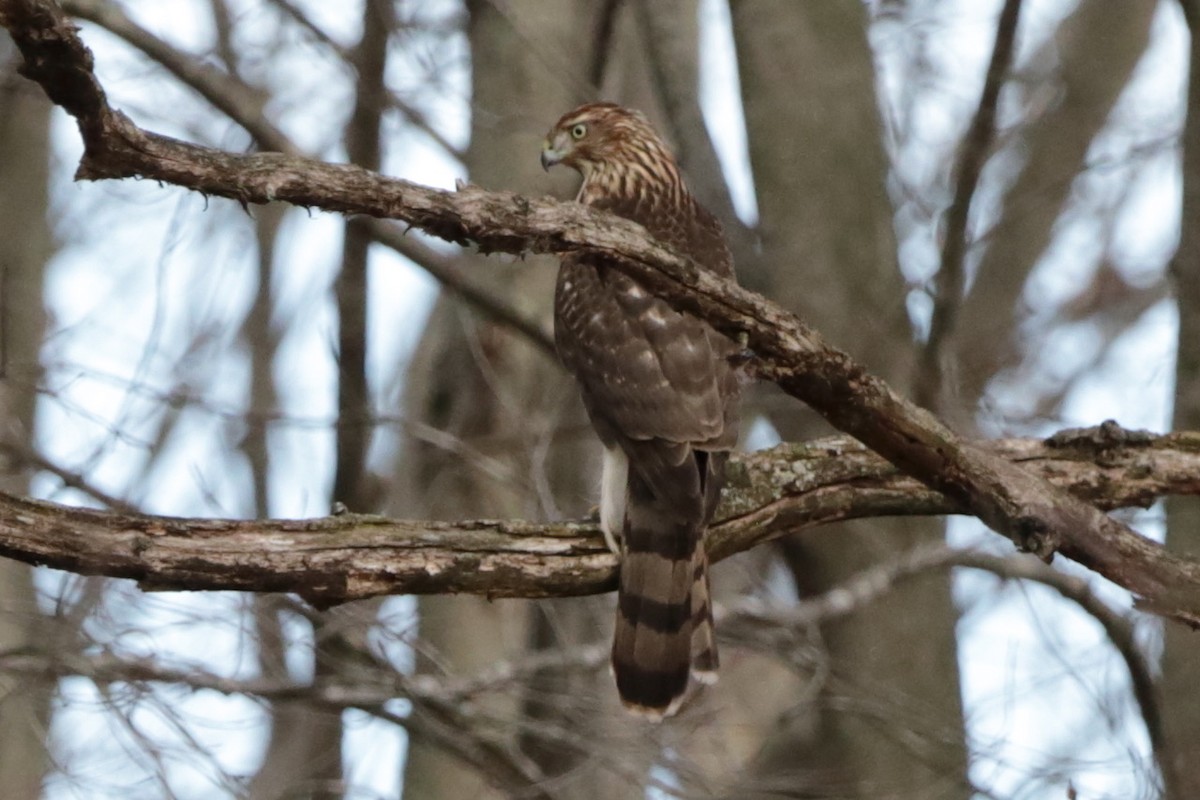 Gavilán de Cooper - ML645818863