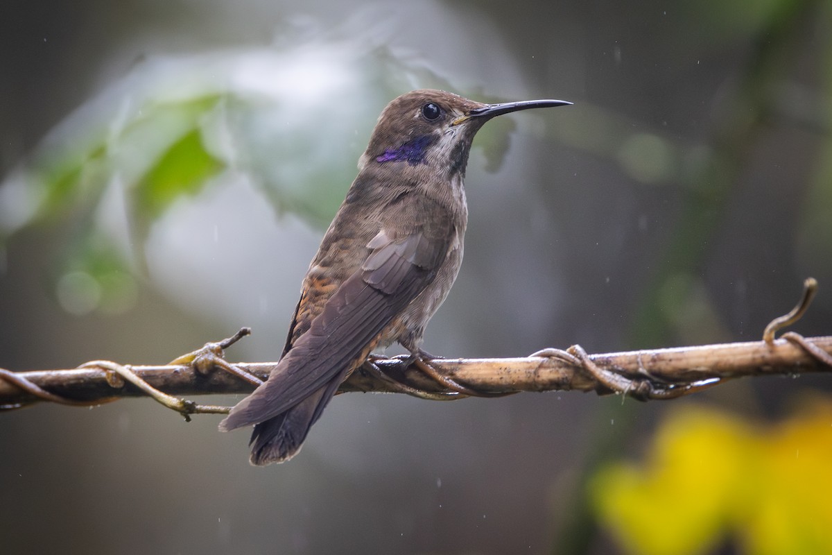 Colibrí Pardo - ML645818866