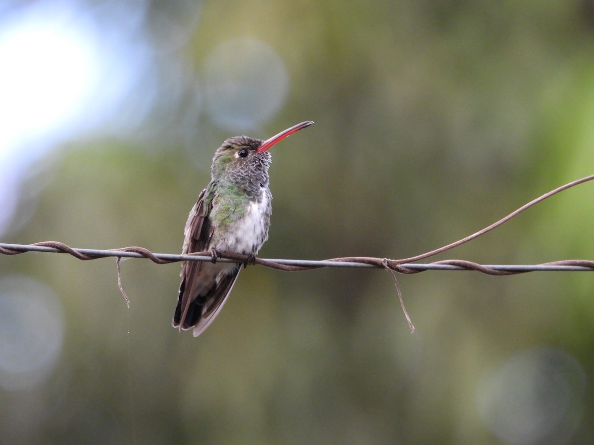 Amazilia Listada - ML645818868