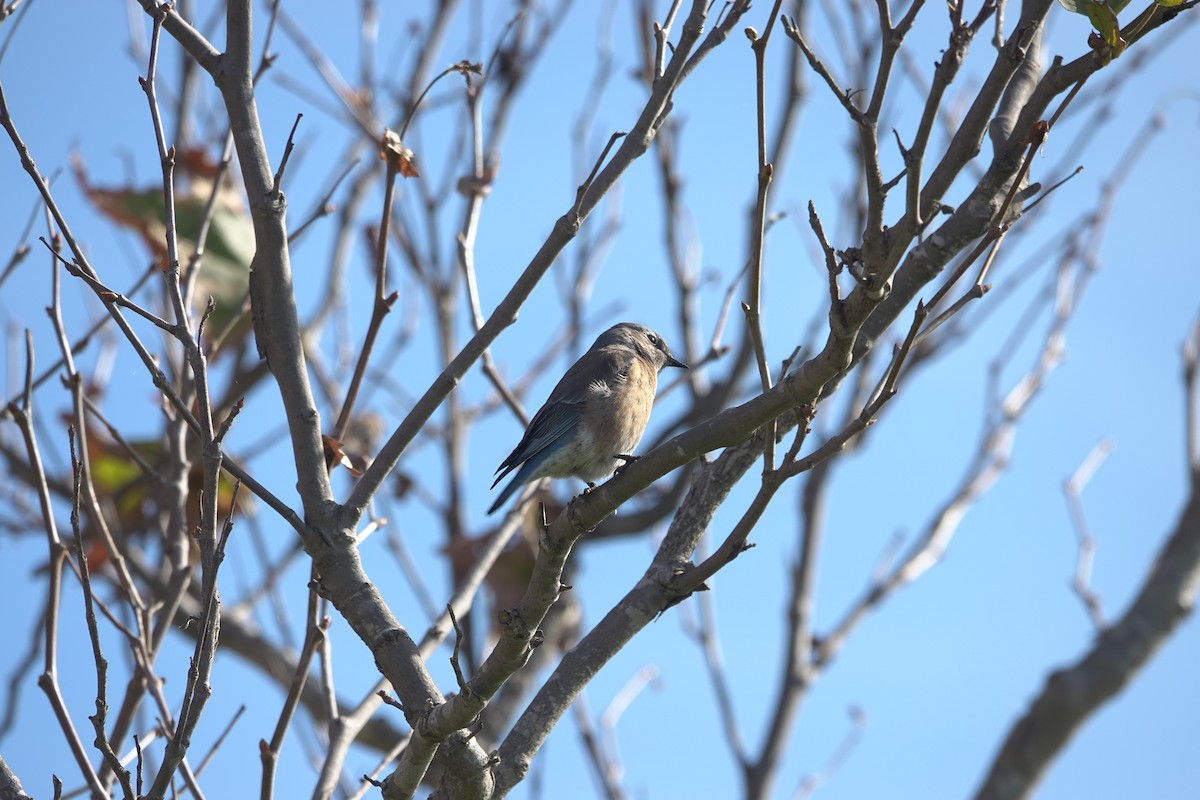 Azulejo Occidental - ML645818869