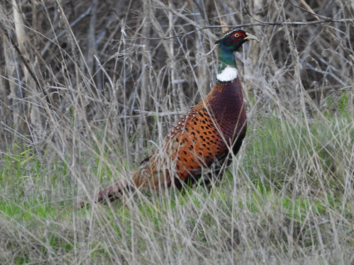 Faisán Vulgar - ML645818870