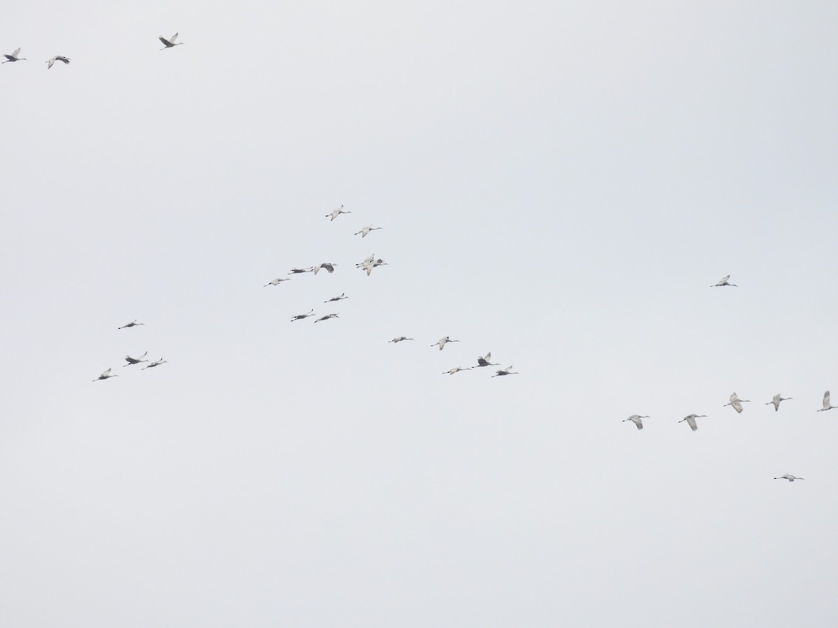 Grulla Canadiense - ML645818871