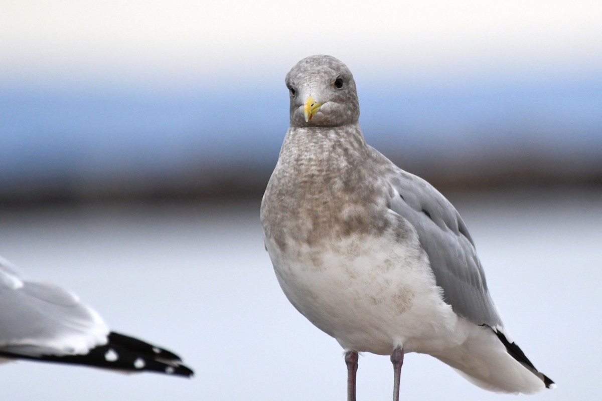 Iceland Gull (Thayer's) - ML645818872