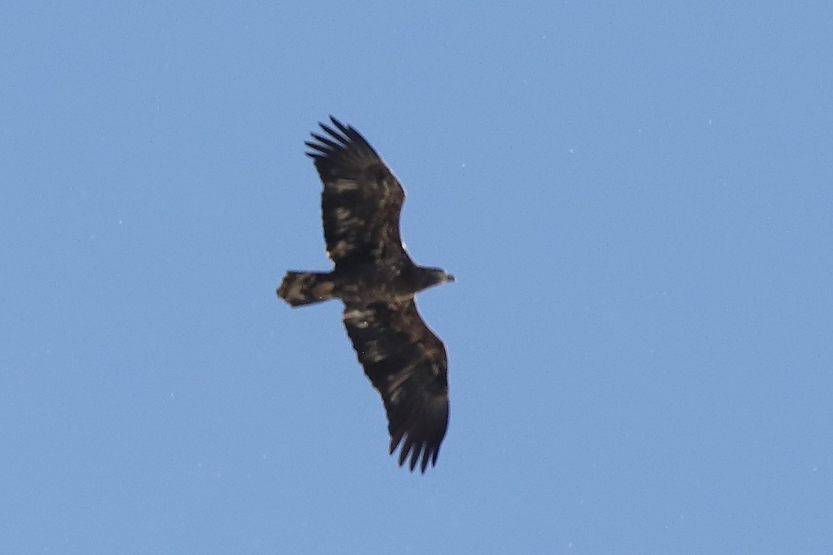 Pigargo Americano - ML645818877