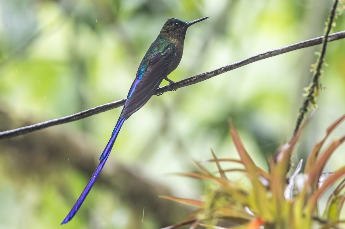 Silfo Celeste - ML645818878