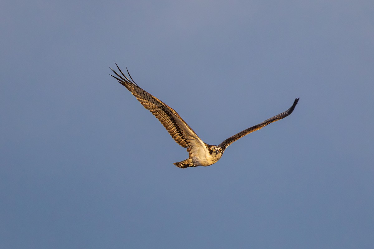 Águila Pescadora - ML645818879