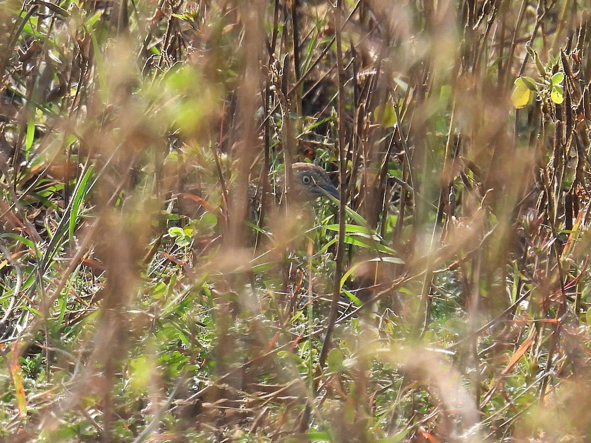 Torillo Batallador - ML645818880