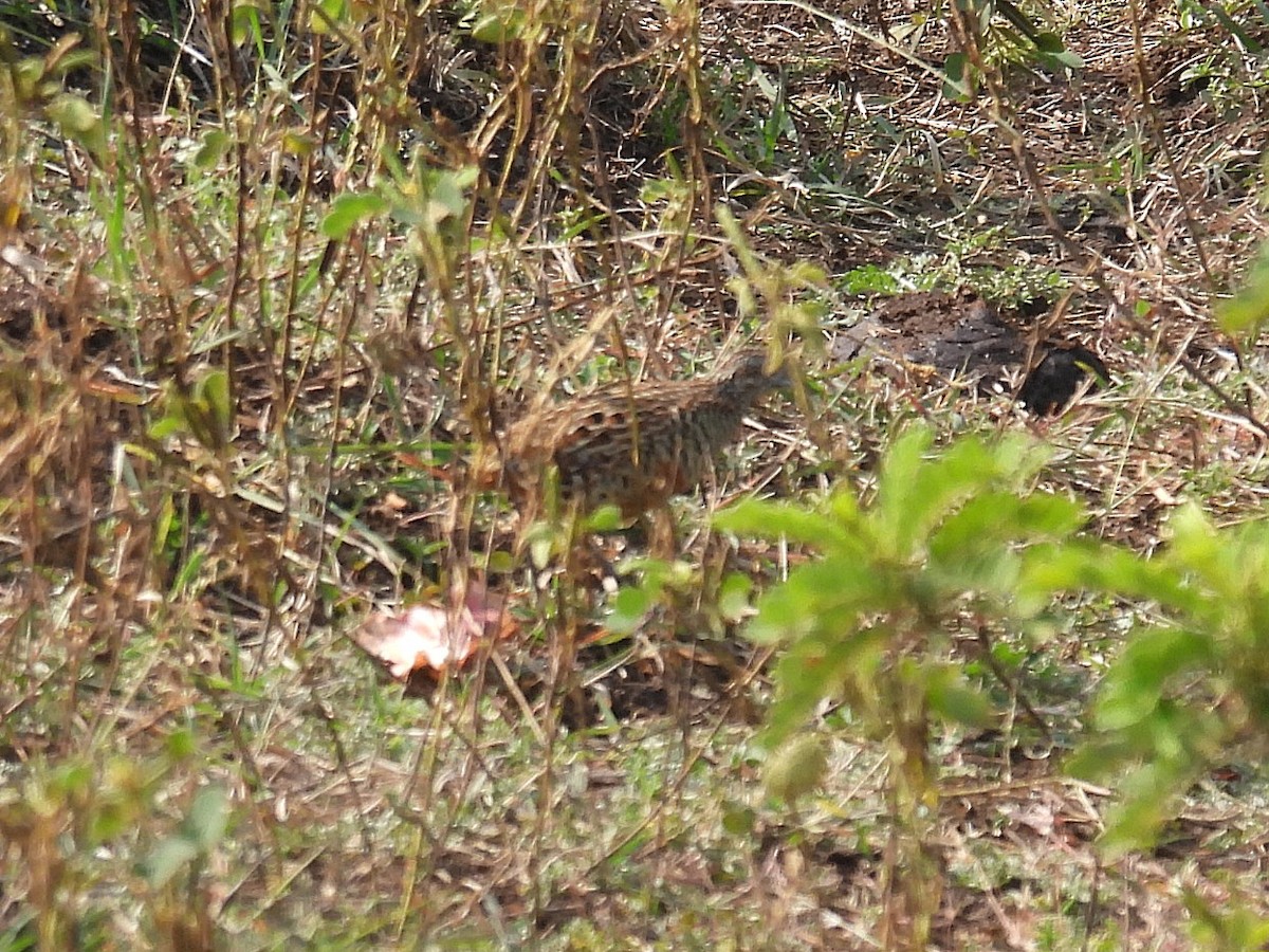 Torillo Batallador - ML645818881