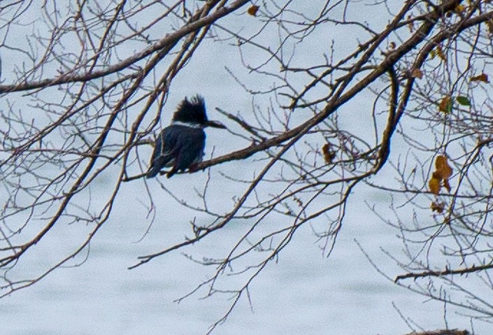 Martín Gigante Norteamericano - ML645818882