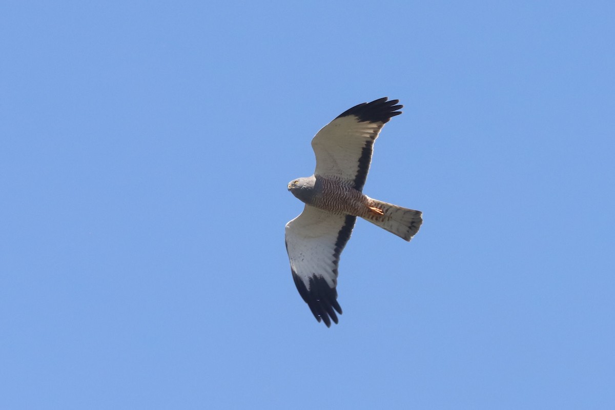 Aguilucho Vari - ML645818883