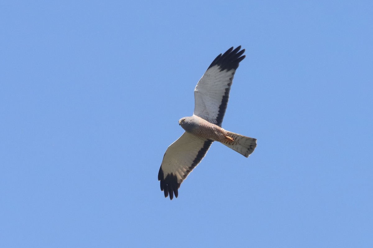 Aguilucho Vari - ML645818886