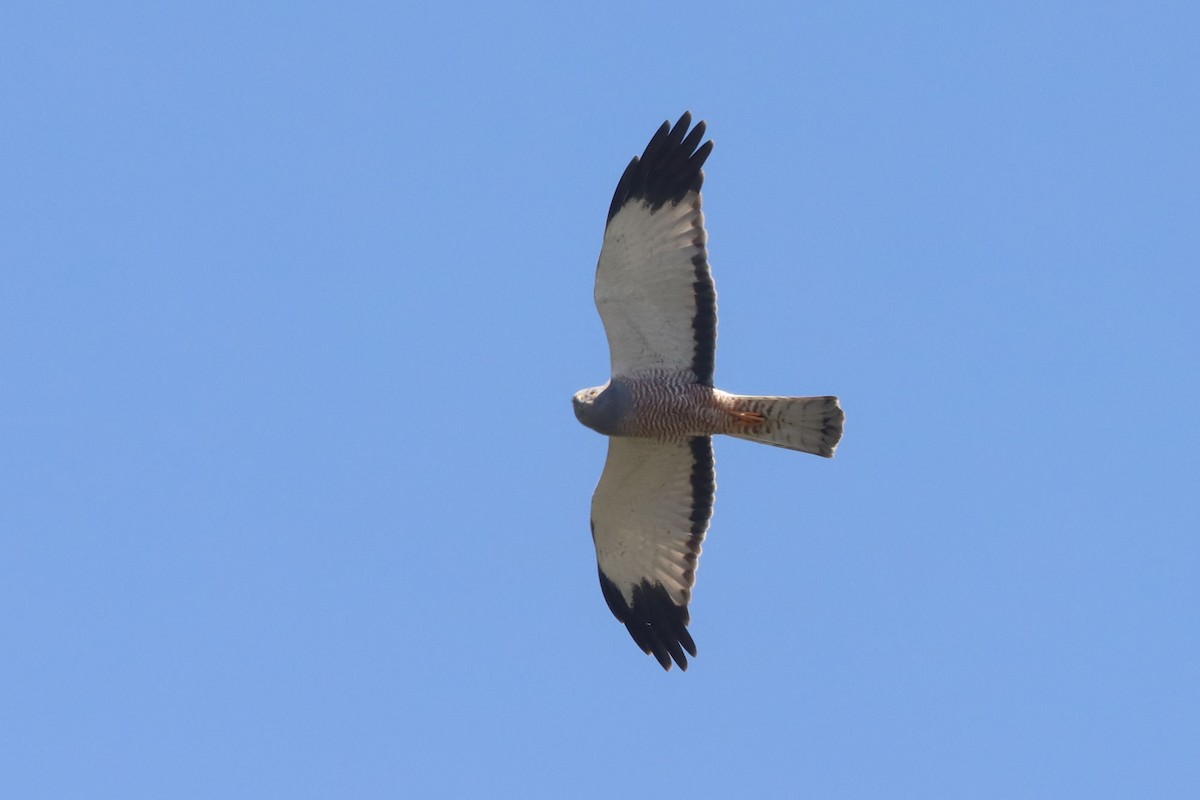 Aguilucho Vari - ML645818888