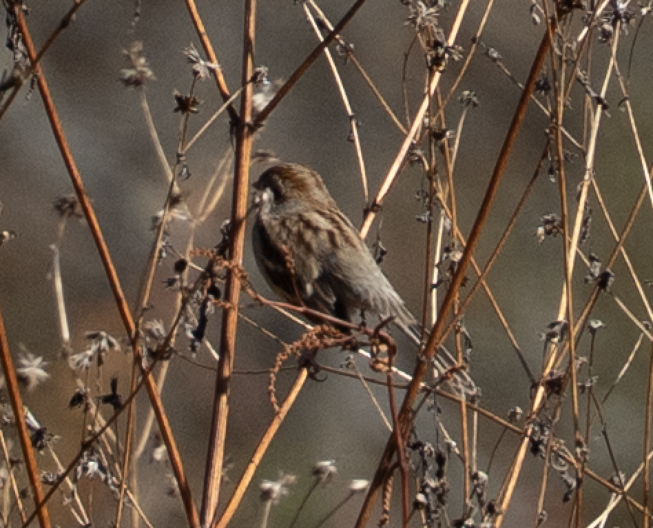 Chingolo Pantanero - ML645818890