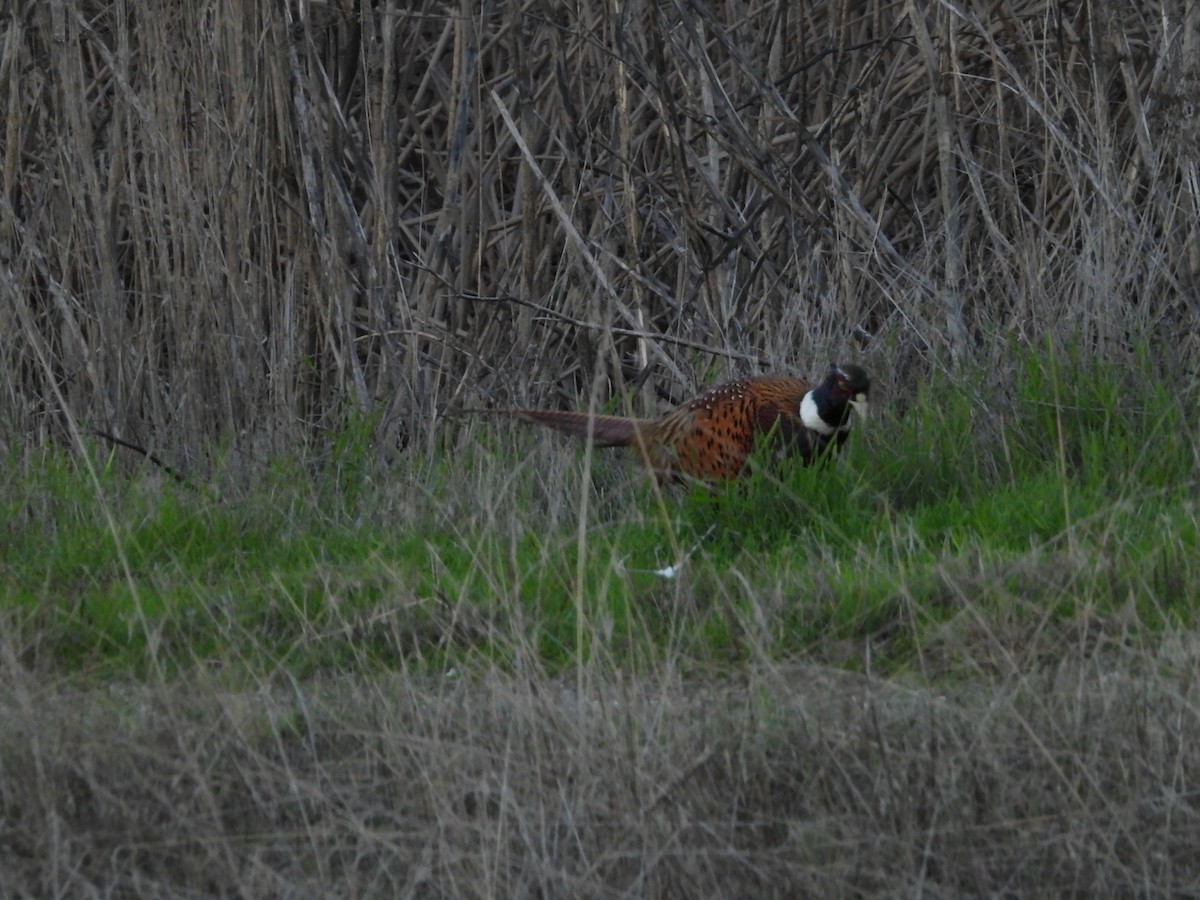 Faisán Vulgar - ML645818891