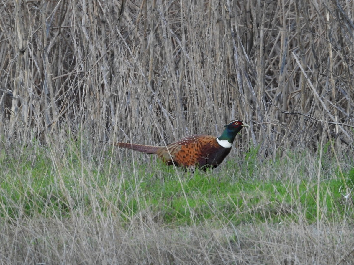 Faisán Vulgar - ML645818892