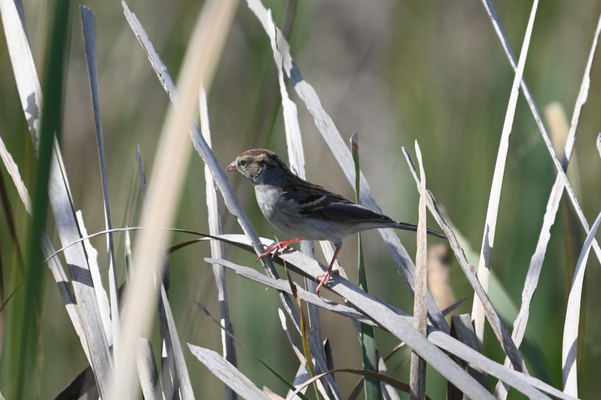 Chingolo Cejiblanco - ML645818893