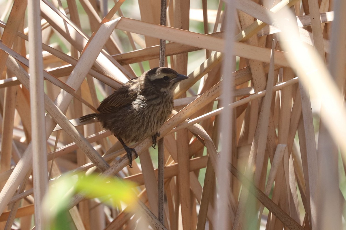 Varillero Aliamarillo - ML645818895