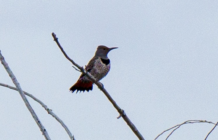 Carpintero Escapulario - ML645818897