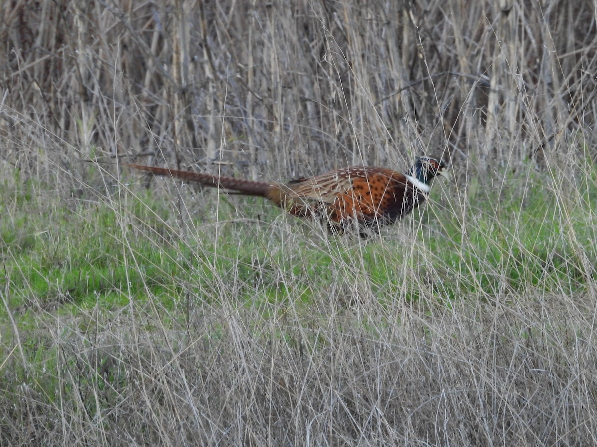 Faisán Vulgar - ML645818898