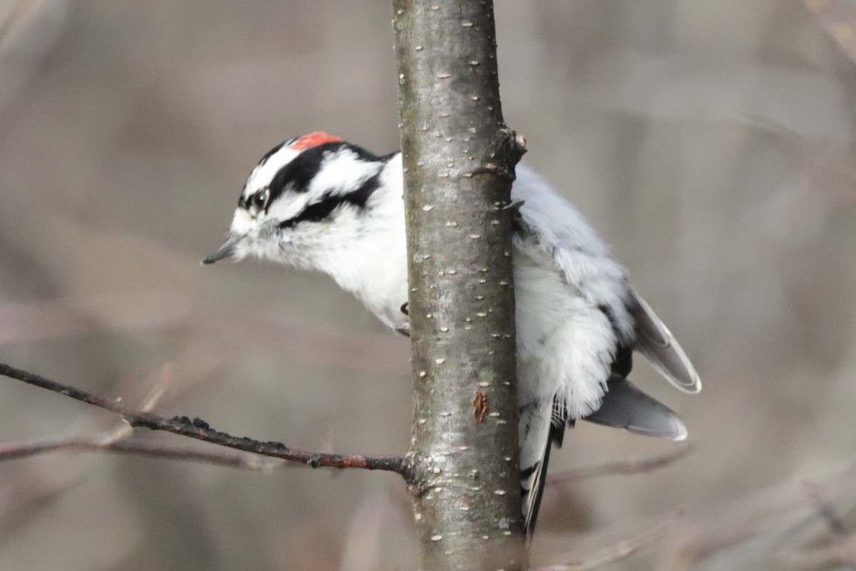 Yumuşak Tüylü Ağaçkakan - ML645818899