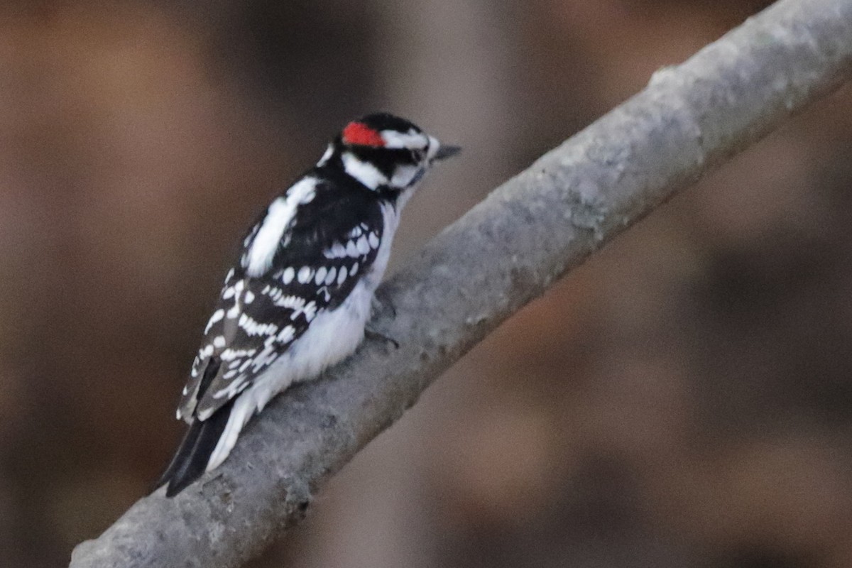 Yumuşak Tüylü Ağaçkakan - ML645818900