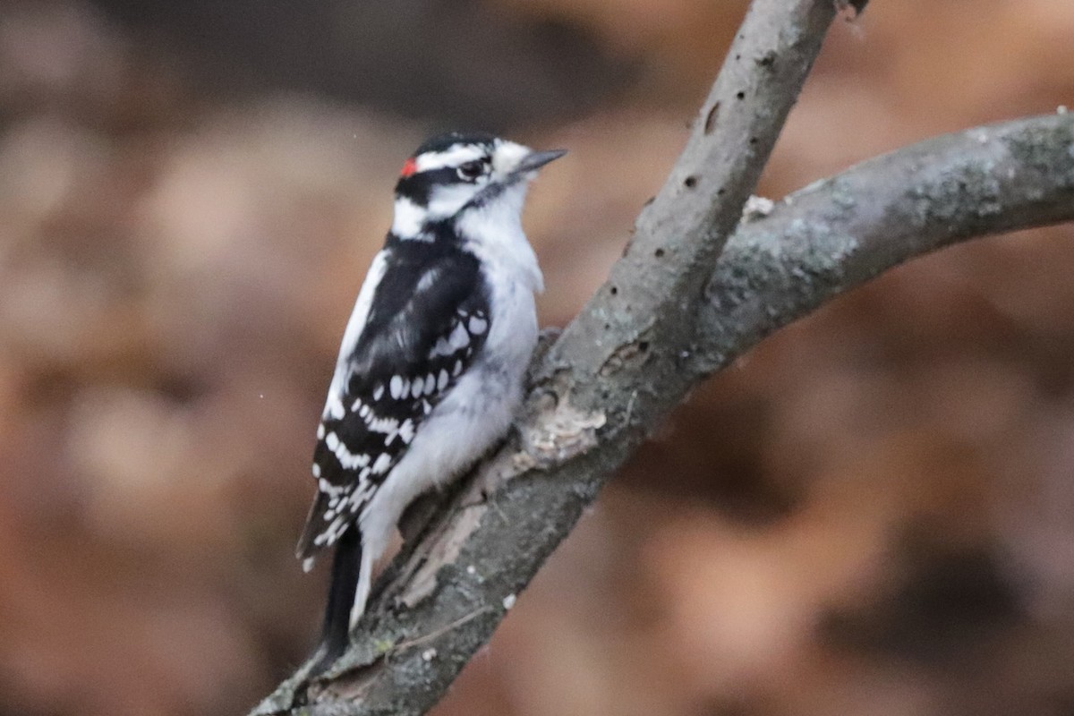 Yumuşak Tüylü Ağaçkakan - ML645818901