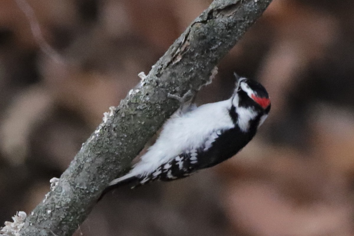 Yumuşak Tüylü Ağaçkakan - ML645818902