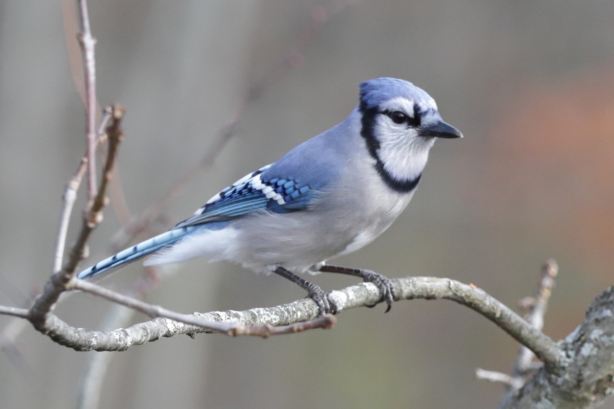 Mavi Karga - ML645818914