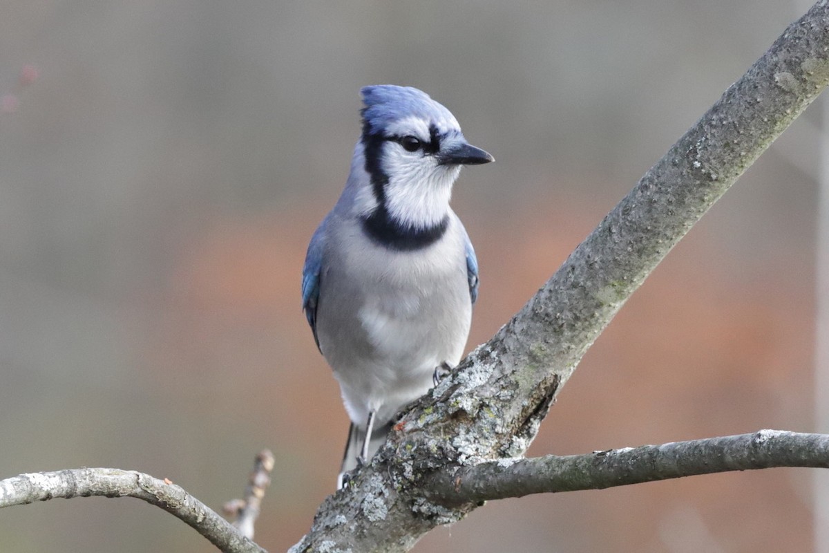 Mavi Karga - ML645818915