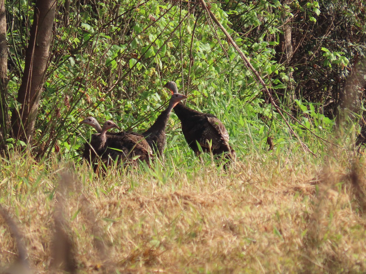 Wild Turkey - ML645818918