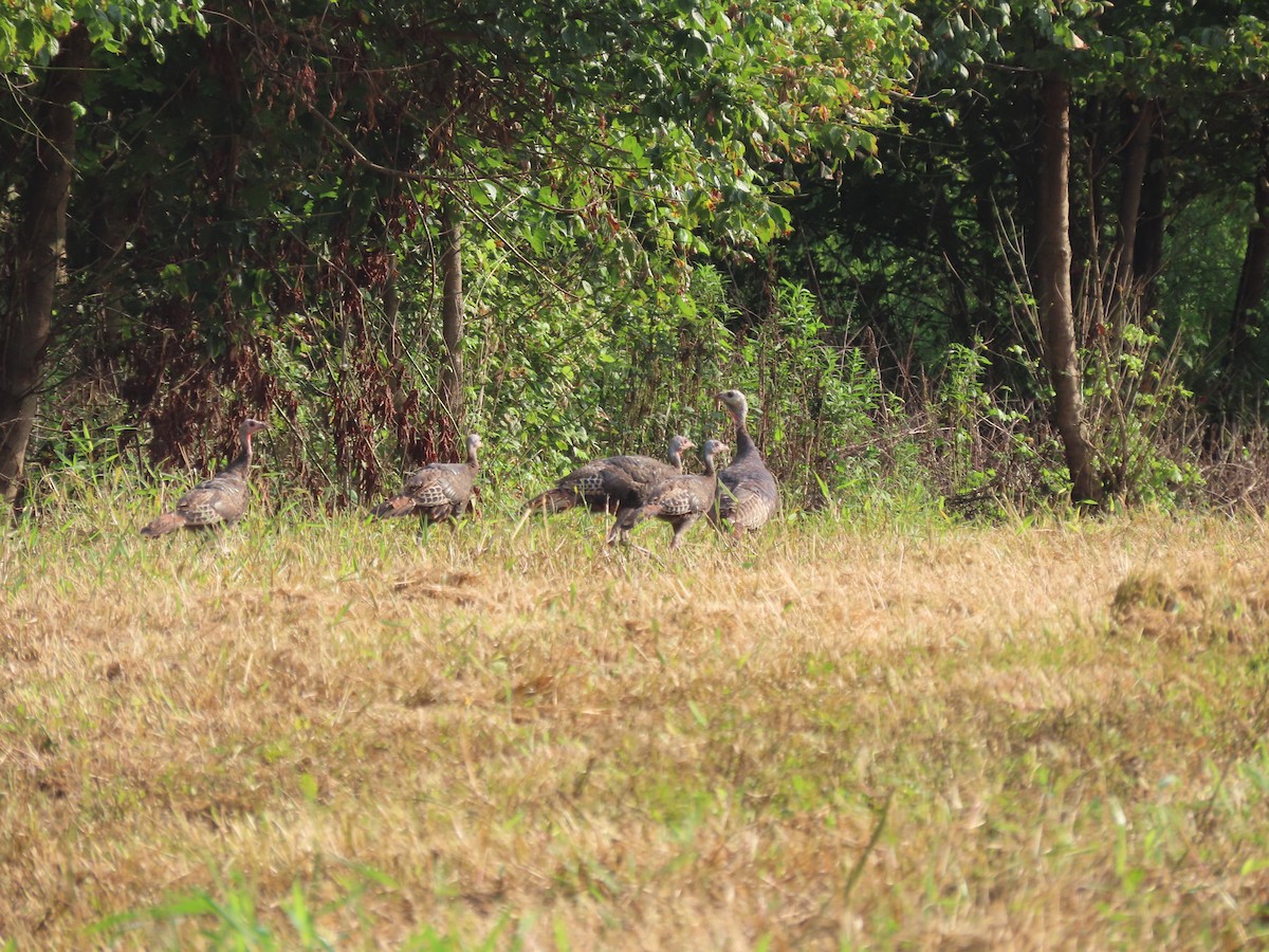 Wild Turkey - ML645818928