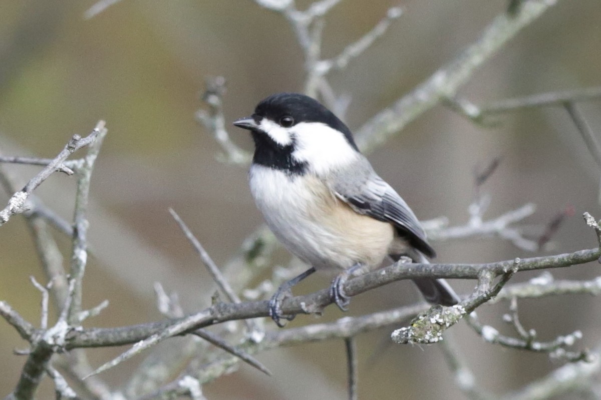 Amerika Baştankarası - ML645818932