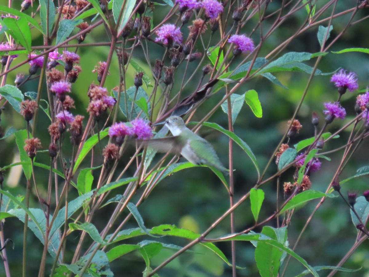 Ruby-throated Hummingbird - ML645818937