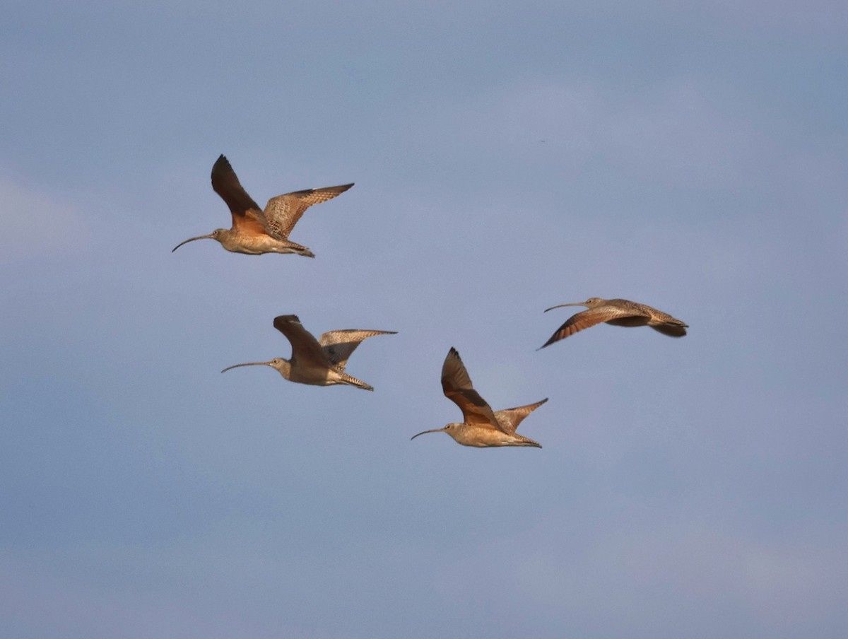 Кульон американський - ML645818940