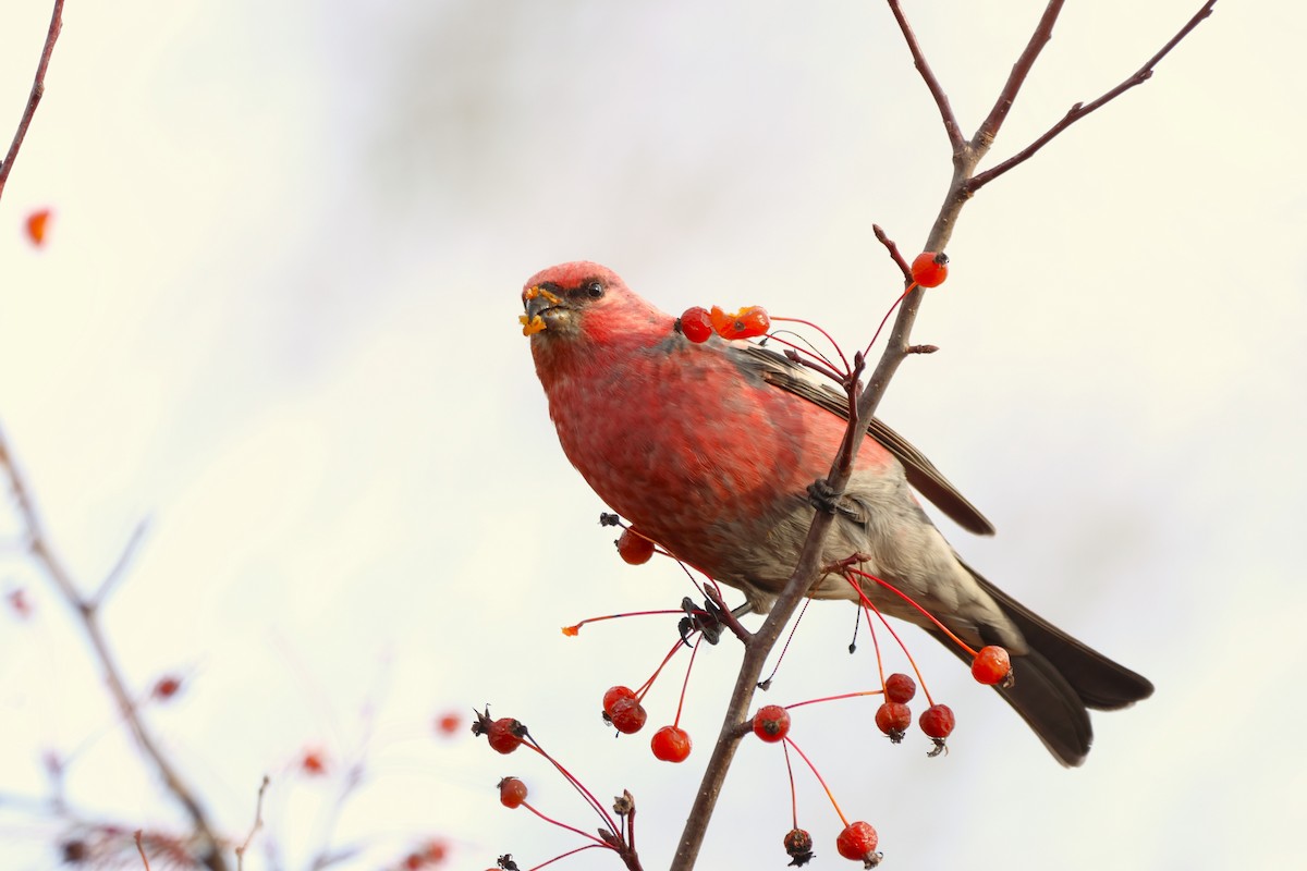 ギンザンマシコ - ML645818943