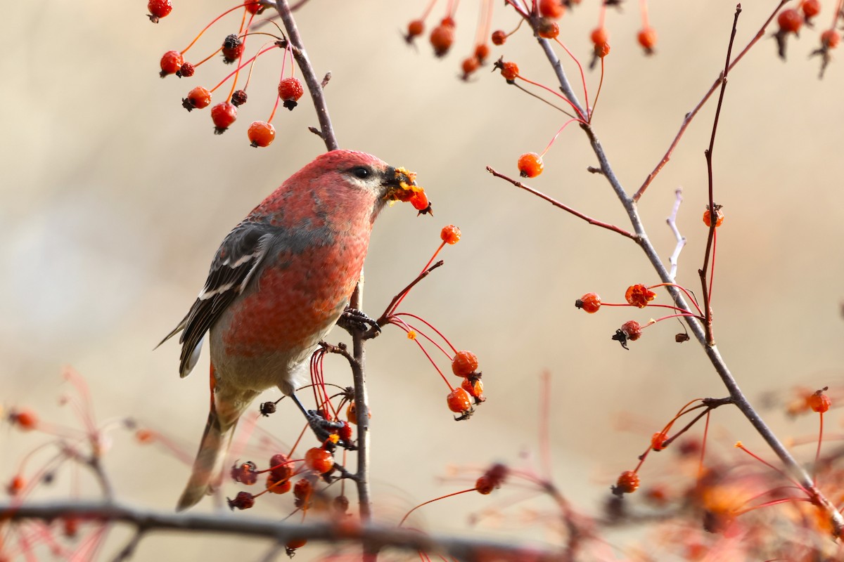 ギンザンマシコ - ML645818944