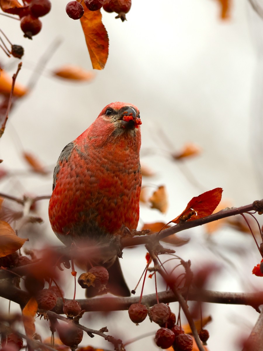 ギンザンマシコ - ML645818946