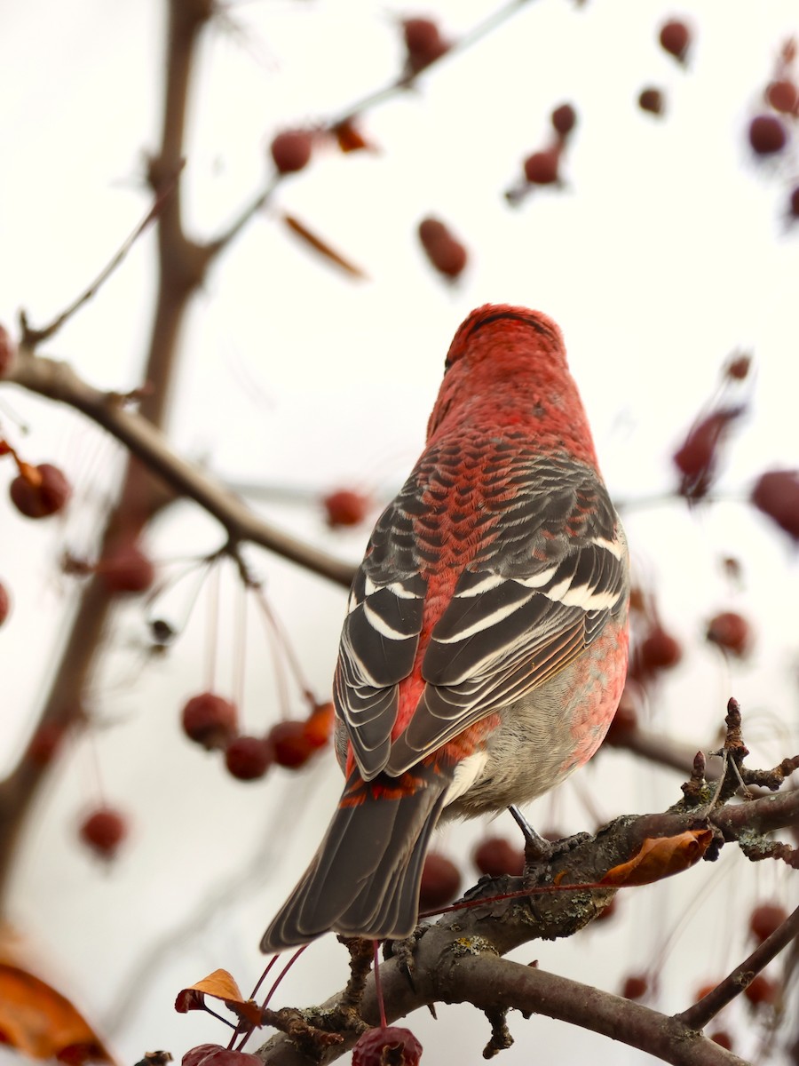 ギンザンマシコ - ML645818947