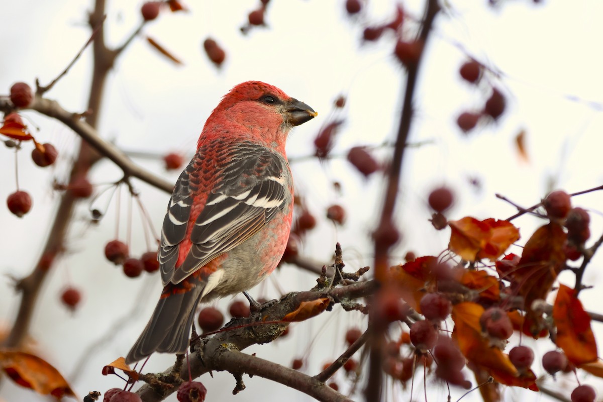 ギンザンマシコ - ML645818948