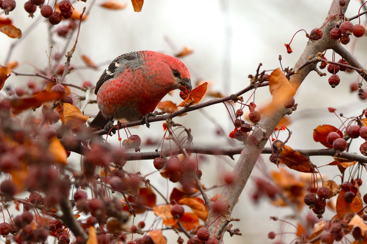 ギンザンマシコ - ML645818949