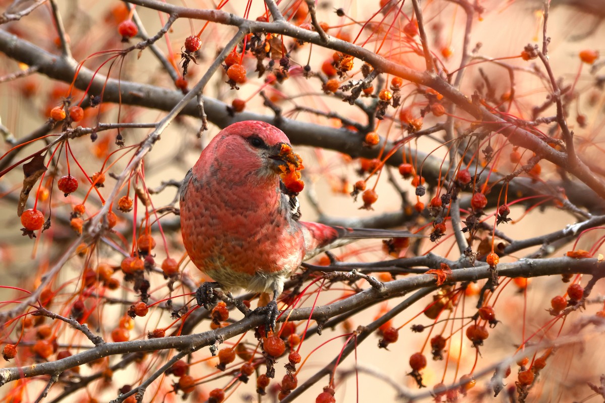 ギンザンマシコ - ML645818950