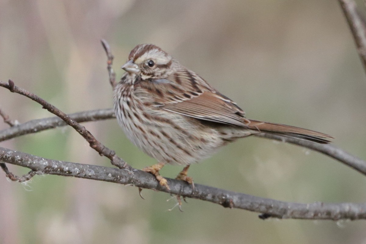 Ötücü Serçe - ML645818951